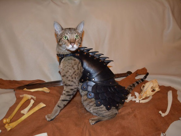 chat-armure