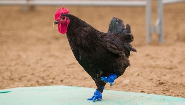 coq-3D
