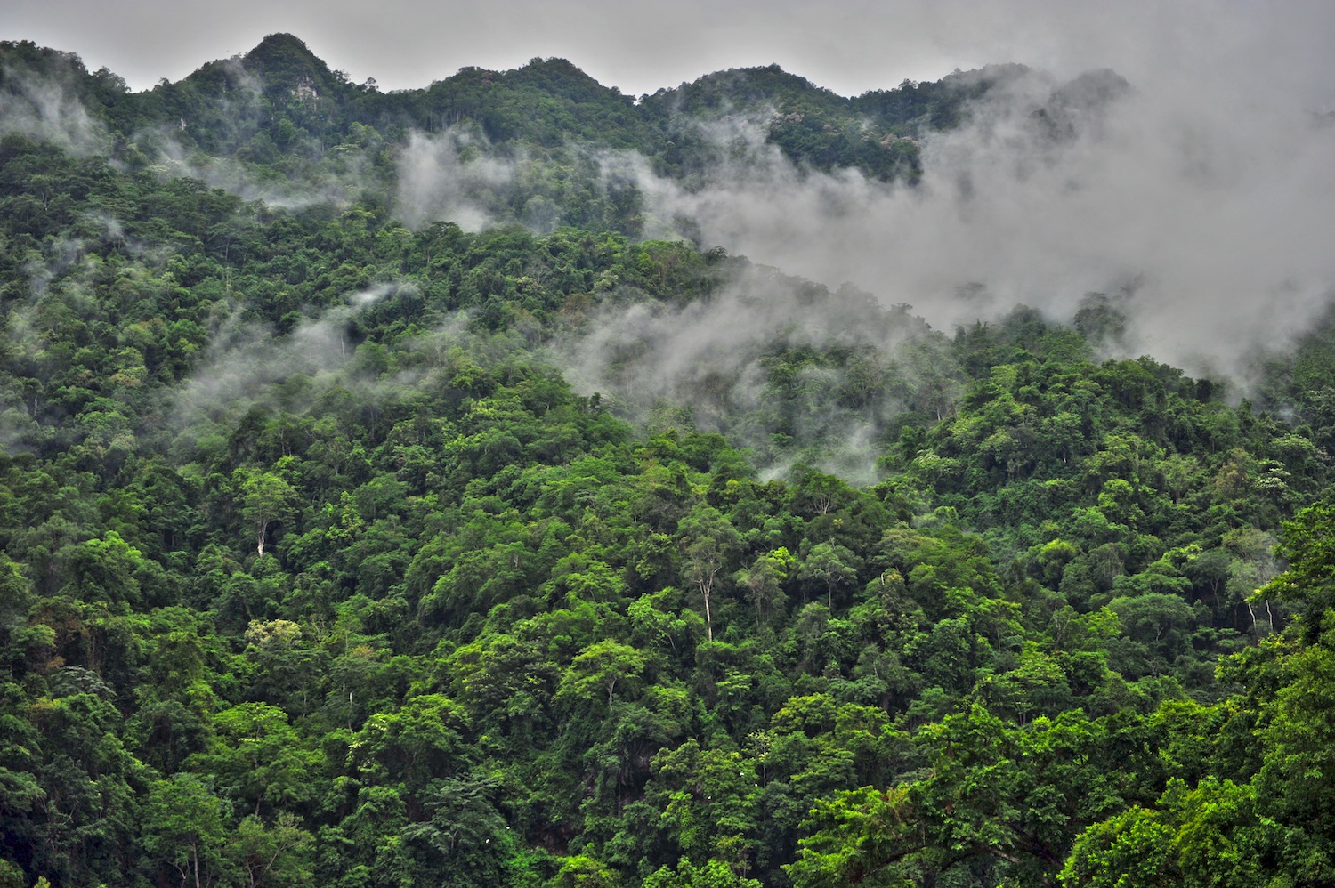 Foret sauvegarde
