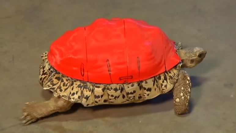 tortue-imprimante