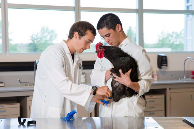 Un coq à nouveau sur pattes grâce à l'impression 3D
