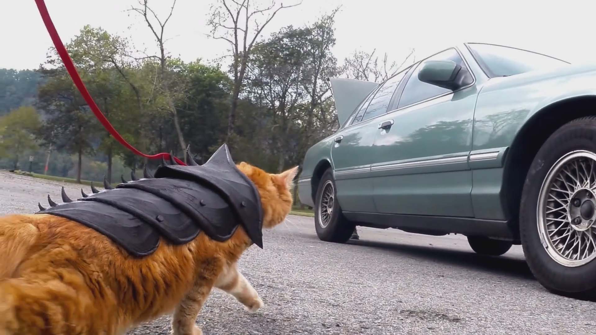 Insolite : il imprime une armure pour son chat