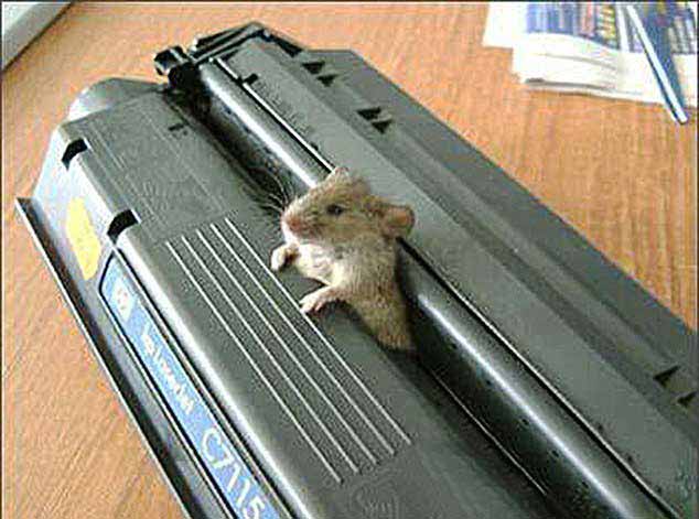 Une souris prisonnière d'une cartouche laser crée le Buzz sur le Net