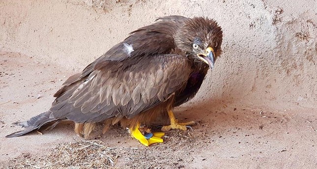 Un aigle se fait soigner avec une imprimante 3D