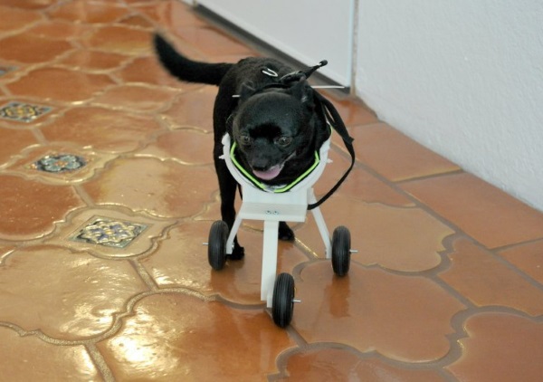 Leo le Chihuahua à nouveau sur pied avec l'impression 3D