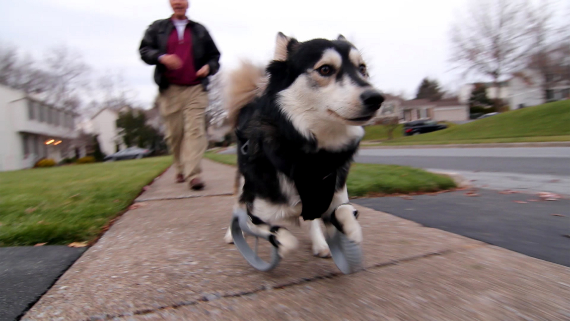 Un chien de nouveau sur pied grâce à l'impression 3D