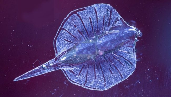Exploit : ils créent un animal en l'imprimant