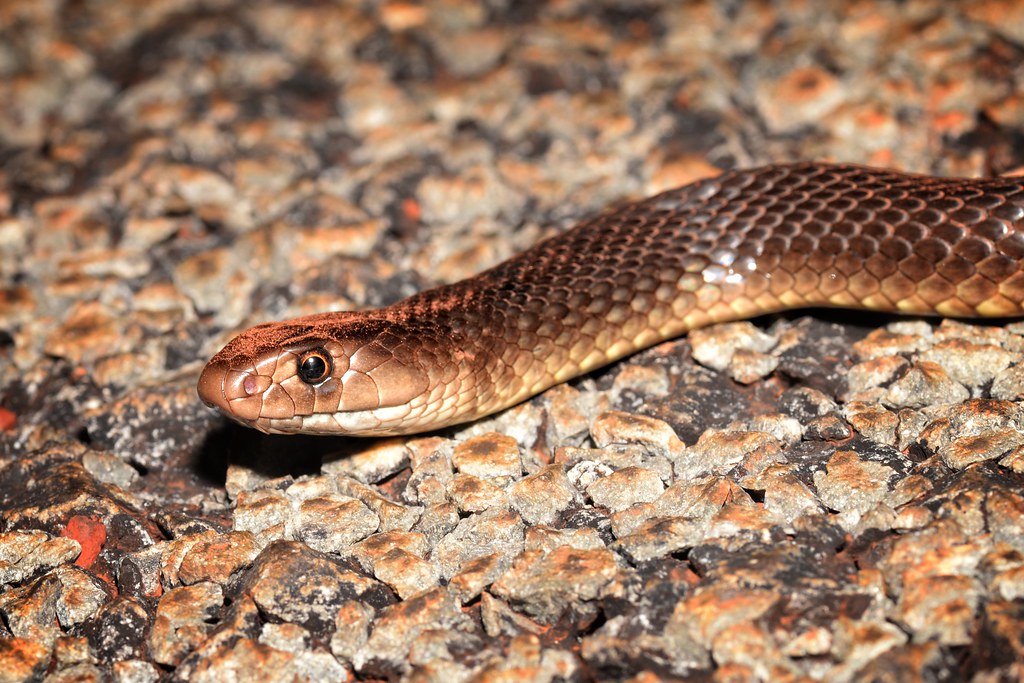 Elle tombe face à un serpent en voulant recharger son imprimante