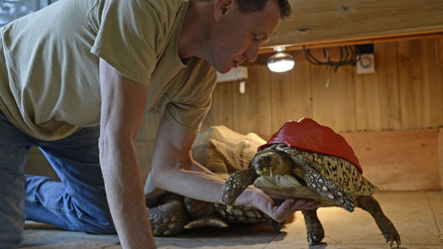 Cléopâtre : la petite tortue sauvée par l'impression 3D