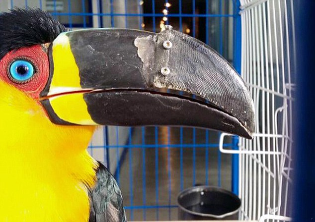 Un toucan reçoit un nouveau bec grâce à l'impression 3D